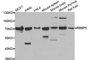 Western blot analysis of extracts of various cell lines, using RBBP5 antibody. (RBBP5 antibody)