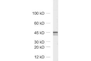dilution: 1 : 1000, sample: rat brain homogenate (Homer 1/2/3 (N-Term) antibody)
