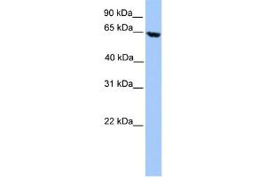 WB Suggested Anti-ACADVL Antibody Titration: 0.