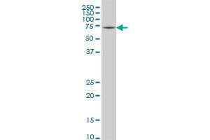 HSPA2 antibody  (AA 1-639)