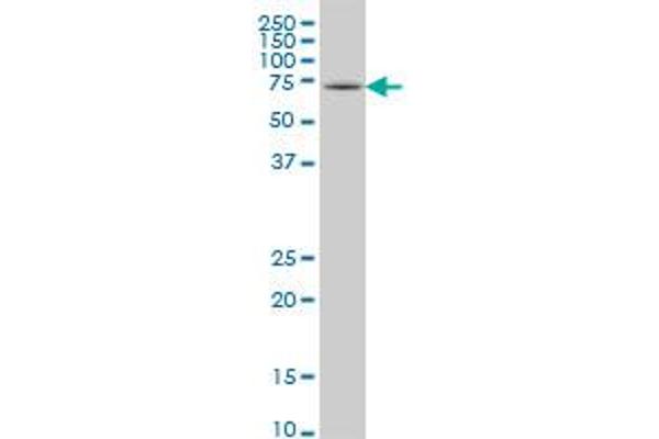 HSPA2 antibody  (AA 1-639)