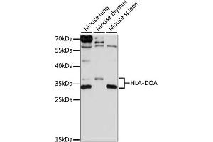 Western blot analysis of extracts of various cell lines, using HLA-DOA antibody (ABIN7267757) at 1:1000 dilution. (HLA-DOA antibody  (AA 26-217))