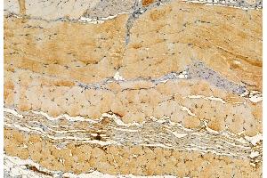 ABIN6266079 and ABIN6272868 at 1/100 staining Mouse skin tissue by IHC-P. (YME1L1 antibody  (C-Term))
