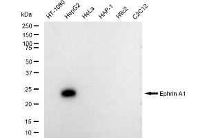 Western blotting analysis using Ephrin A1 antibody (ABIN7798457).