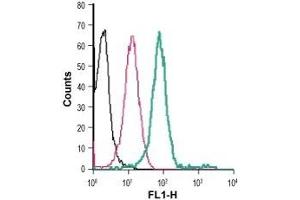 Cell surface detection of P2RY2 in live intact human THP-1 monocytic leukemia cells: (black line) Cells. (P2Y2 Receptor antibody  (C-Term, Extracellular) (FITC))