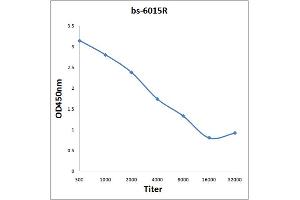 Antigen: 0. (SMARCA1 antibody  (AA 281-380))