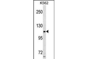 USH1C Antibody (N-term) (ABIN1881984 and ABIN2838647) western blot analysis in K562 cell line lysates (35 μg/lane). (USH1C antibody  (N-Term))