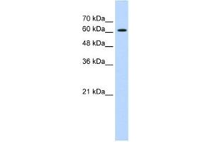 ZIC2 antibody  (C-Term)