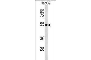 Western blot analysis of EFE Antibody (C-term) (ABIN653217 and ABIN2842753) in HepG2 cell line lysates (35 μg/lane). (FBLN4 antibody  (C-Term))