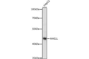 Western blot analysis of extracts of HepG2 cells, using ML antibody (ABIN7268406) at 1:1000 dilution. (MAS1L antibody  (AA 1-70))
