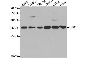 Western Blotting (WB) image for anti-Interleukin 1 Receptor, Type II (IL1R2) antibody (ABIN1875419)