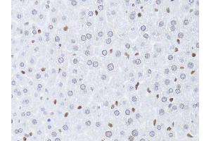 Immunohistochemistry (Paraffin-embedded Sections) (IHC (p)) image for anti-Lamin B2 (LMNB2) (AA 341-620) antibody (ABIN6143268)