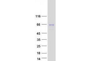 Validation with Western Blot (FUT8 Protein (Transcript Variant 1) (Myc-DYKDDDDK Tag))