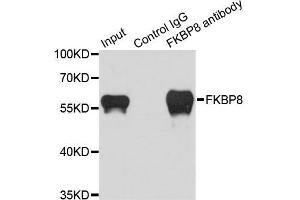 Immunoprecipitation analysis of 200 μg extracts of HeLa cells using 1 μg FKBP8 antibody (ABIN5974260).