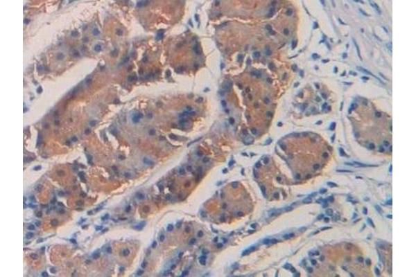 Septin 5 antibody  (AA 77-323)