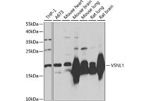 Western blot analysis of extracts of various cell lines, using VSNL1/VILIP-1 Antibody (ABIN3016717, ABIN3016718, ABIN3016719 and ABIN6219826) at 1:1000 dilution.