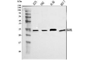 Western blot analysis of NOLA1/GAR1 using anti-NOLA1/GAR1 antibody (ABIN7602076). (GAR1 antibody  (AA 58-165))