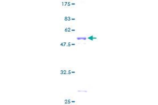 PPP1R1A Protein (AA 1-171) (GST tag)