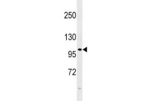 FGFR4 antibody western blot analysis in 293 lysate. (FGFR4 antibody  (AA 24-55))