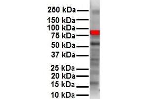 WB Suggested Anti-RIPK3 antibody Titration: 1 ug/mL Sample Type: Human HepG2 (RIPK3 antibody  (N-Term))