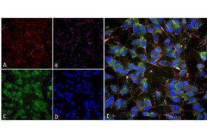 Immunocytochemistry/Immunofluorescence analysis using Mouse Anti-VGLUT1 Monoclonal Antibody, Clone S28-9 (ABIN2483728). (SLC17A7 antibody  (AA 493-560) (HRP))