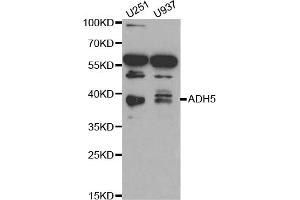 Western blot analysis of extracts of various cell lines, using ADH5 antibody (ABIN1870820) at 1:1000 dilution. (ADH5 antibody)