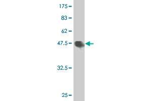 Western Blot detection against Immunogen (47. (HMGB2 antibody  (AA 1-195))