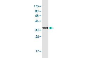 Western Blot detection against Immunogen (36. (SUPT4H antibody  (AA 18-117))