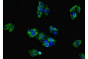 Immunofluorescent analysis of HepG2 cells using ABIN7147915 at dilution of 1:100 and Alexa Fluor 488-congugated AffiniPure Goat Anti-Rabbit IgG(H+L) (CLDN8 antibody  (AA 141-225))