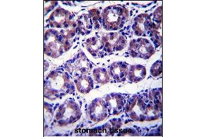 SLC41A2 Antibody (N-term) (ABIN657753 and ABIN2846735) immunohistochemistry analysis in formalin fixed and paraffin embedded human stomach tissue followed by peroxidase conjugation of the secondary antibody and DAB staining.