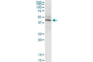Immunoprecipitation of HLA-C transfected lysate using anti-HLA-C MaxPab rabbit polyclonal antibody and Protein A Magnetic Bead , and immunoblotted with HLA-C purified MaxPab mouse polyclonal antibody (B01P) . (HLA-C antibody  (AA 1-366))