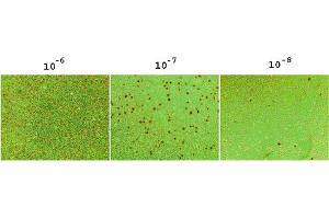 Staining Results from the Rapid RCA Assay. (Rapid RCA Assay Kit)