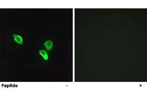 Immunofluorescence analysis of MCF-7 cells, using MRPS18C polyclonal antibody .