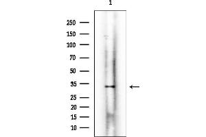 anti-Deoxyribonuclease I (DNASE1) antibody