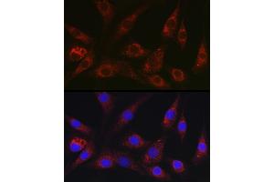 Immunofluorescence analysis of NIH/3T3 cells using NEDD9 Rabbit pAb (ABIN3023330, ABIN3023331, ABIN3023332 and ABIN6219606) at dilution of 1:100 (40x lens). (NEDD9 antibody  (AA 60-174))