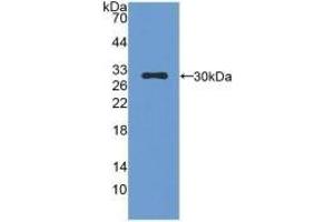 Detection of Recombinant CMA1, Mouse using Polyclonal Antibody to Chymase 1, Mast Cell (CMA1) (CMA1 antibody  (AA 9-247))