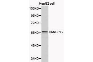 Western Blotting (WB) image for anti-Angiopoietin 2 (ANGPT2) antibody (ABIN1870971) (Angiopoietin 2 antibody)