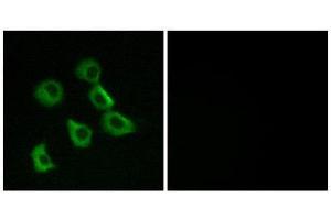 Immunofluorescence (IF) image for anti-Olfactory Receptor, Family 52, Subfamily B, Member 2 (OR52B2) (Internal Region) antibody (ABIN1853134) (OR52B2 antibody  (Internal Region))