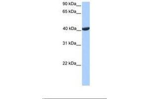 Image no. 1 for anti-Phosphoglycerate Kinase 2 (PGK2) (C-Term) antibody (ABIN6738914) (PGK2 antibody  (C-Term))