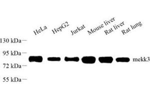 Western blot analysis of mekk3 (ABIN7074682) at dilution of 1: 800 (MAP3K3 antibody)