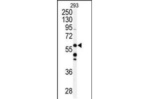 Western blot analysis of anti- in 293 cell line lysates (35ug/lane) (COQ8A antibody  (C-Term))