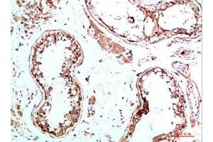 Immunohistochemical analysis of paraffin-embedded human-testis, antibody was diluted at 1:200 (IL-31 antibody  (AA 21-70))