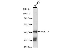 Western blot analysis of extracts of SH-SY5Y cells, using  antibody (ABIN7265592) at 1:1000 dilution. (ANGPTL5 antibody  (AA 1-388))