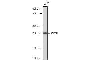 SOCS2 抗体