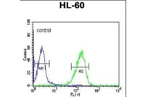 FKBP11 Antibody (C-term) (ABIN652245 and ABIN2841019) flow cytometric analysis of HL-60 cells (right histogram) compared to a negative control cell (left histogram).
