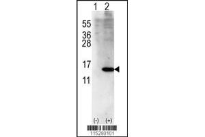 Western blot analysis of ISG15 using rabbit polyclonal ISG15 Antibody (Center R87) using 293 cell lysates (2 ug/lane) either nontransfected (Lane 1) or transiently transfected with ISG15 gene (Lane 2). (ISG15 antibody  (AA 72-99))
