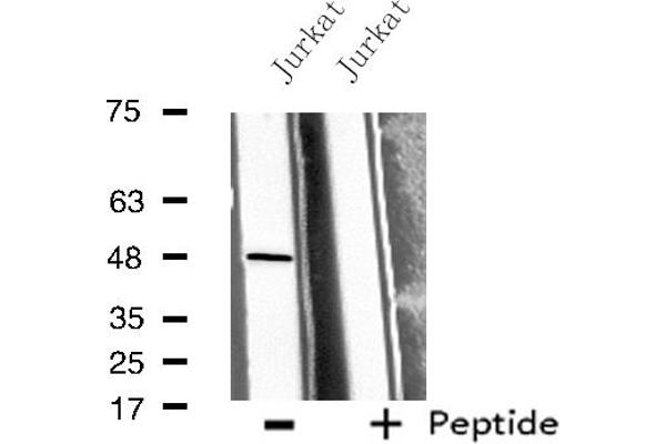 BMP10 antibody  (Internal Region)