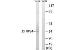 Western blot analysis of extracts from HepG2 cells, using DHRS4 Antibody.