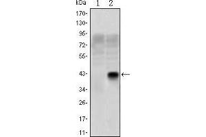 Western blot analysis using OLIG2 mAb against HEK293 (1) and OLIG2(AA: 1-122)-hIgGFc transfected HEK293 (2) cell lysate. (OLIG2 antibody)