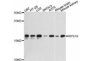 Western blot analysis of extracts of various cell lines, using RPS18 antibody (ABIN5998720) at 1:3000 dilution. (RPS18 antibody)